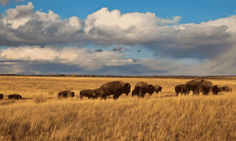 Experience the Prairie of Northeast Montana